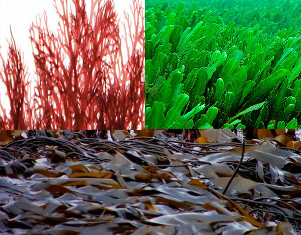 The Nutritional Values and Uses of Brown, Green and Red Seaweed